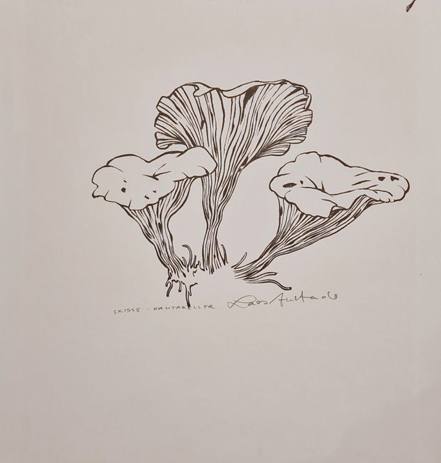 Hovedbilde Kantareller - Original Skisse Tegning