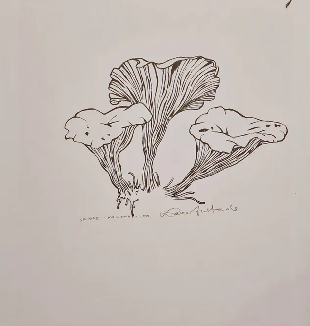 Hovedbilde Kantareller - Original Skisse Tegning