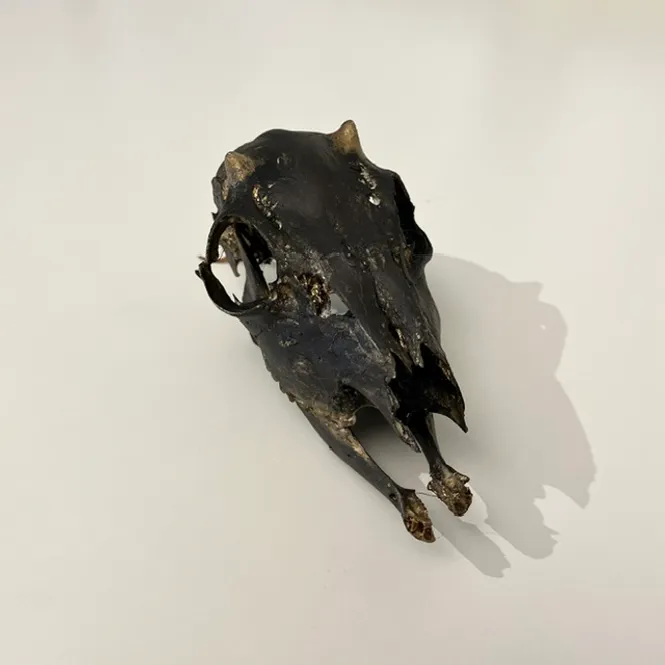 Hovedbilde Hjort - liten 2